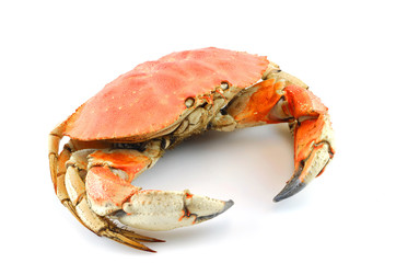 single steamed crab isolated on white background