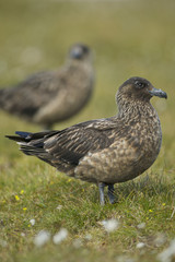Great Skua (Catharcta skua)