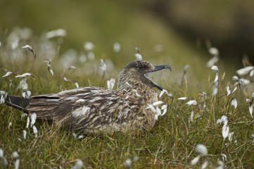 Great Skua (Catharcta skua)