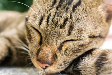 Tabby Cat