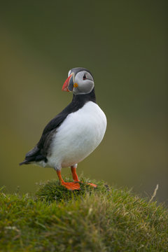 Atlantic puffin (Fratercula arctica)