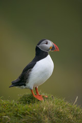 Atlantic puffin (Fratercula arctica)