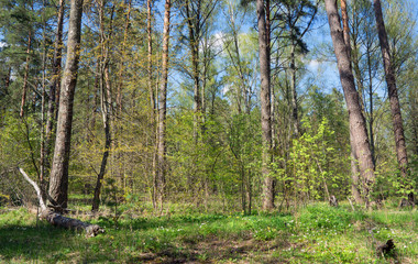 Beautiful wild forest at sunny day. Vibrant green color after rain.
