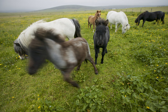 Shetland Pony