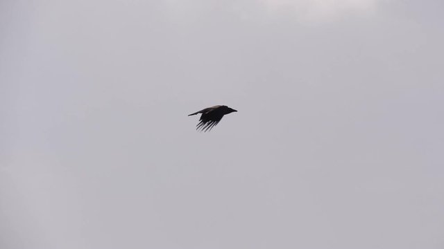 Hooded crow flying on cloudy sky, in slow motion
