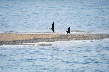 Fototapeta premium The sea bird