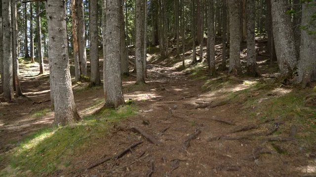 through the forest from the first person view