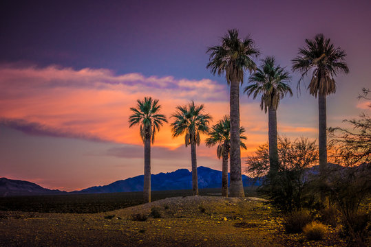 Sunset and Palmtrees, Coyote Springs Nevada