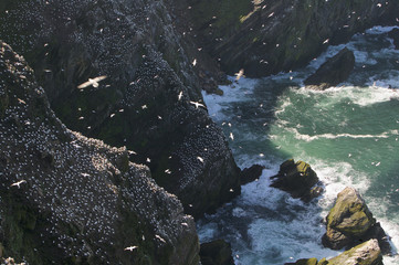 Gannet colony, Hermaness, Shetlands