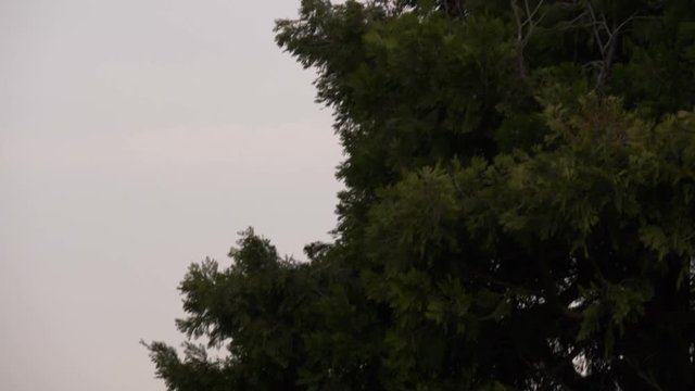 The crow flies on top of a tree, in slow motion

