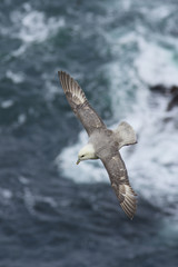 Northen Fulmar (Fulmarus glacialis)
