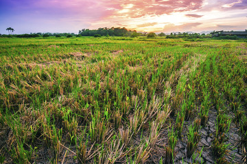Landscape of countryside and sunset