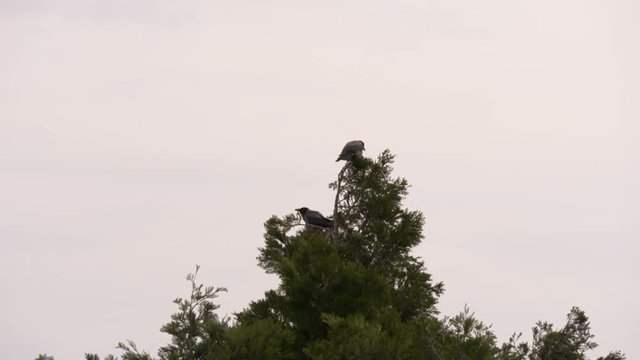 Hooded crow flying on cloudy sky, in slow motion
