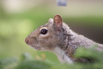  Squirrel Profile
