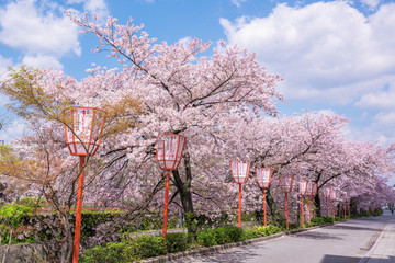 京都　宮川町の桜