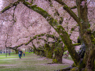 SEATTLE, WASHINGTON, UNITED STATES - APRIL 12, 2017: Beautiful pink trees. Cherry blossom, University of Washington, WA, USA. 