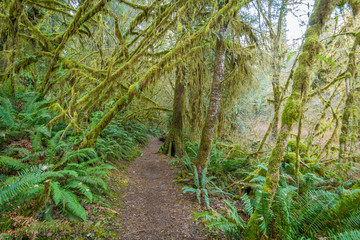 Green thickets in the forest. Beautiful ferns grow between huge trees. 