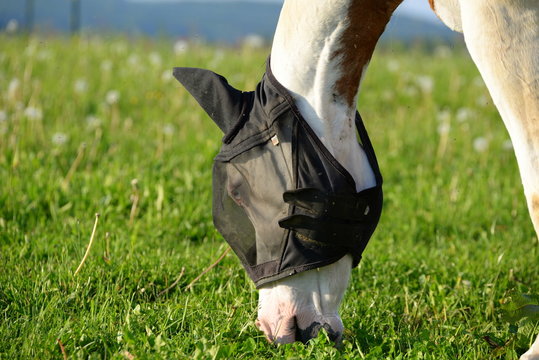 protection, grazing paint horse with blue eyes  wearing a mask against flies