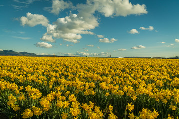 Field of beautiful yellow daffodils. Blooming narcissus in spring. Skagit Valley Daffodils, Washington State.USA