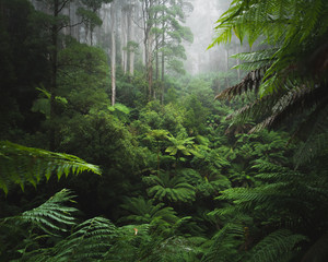 Lush Rainforest with morning fog - obrazy, fototapety, plakaty