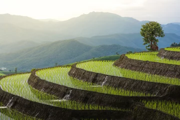 Deurstickers Rijstvelden Terrasvormig rijstveld