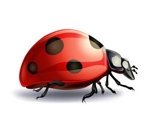 ladybug on white. vector illustration