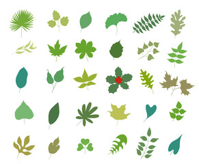 set of various types of leaves on white. vector illustration