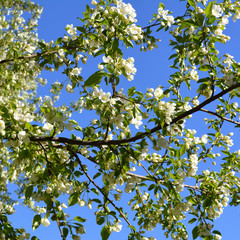 Apple tree bloom. Branches with beautiful white flowers and green leaves against clear blue sky.