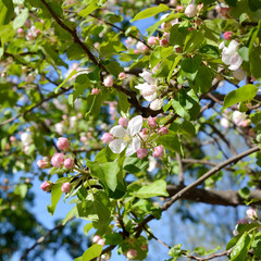 Blooming apple tree. Flowers and buds. Spring blossom.