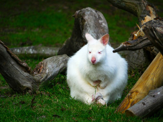 Obraz premium Wallaby albinos 