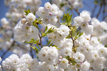 Inflorescence spring joyful mood