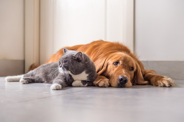 British cat and Golden Retriever