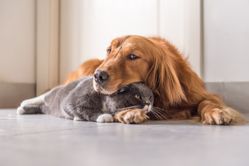 Fototapeta na wymiar British cat and Golden Retriever