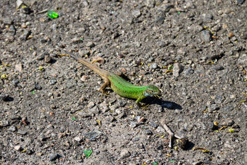 Green lizard on grey asphalt road