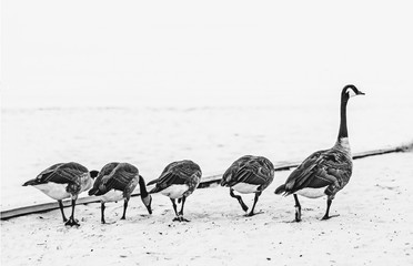 Wild geese foraging the sands for more food.