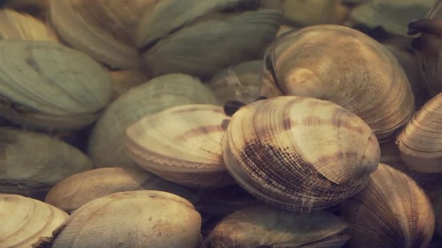 Clams in restaurant aquarium tank for sale to diners stock footage video