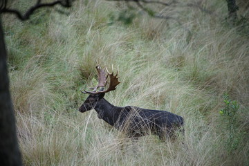 Fallow Buck