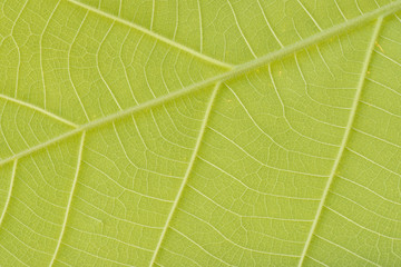 Green leaf for nature background and textured
