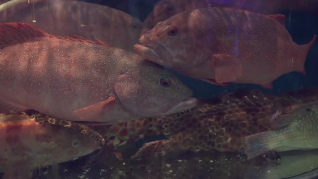 Grouper fish in restaurant aquarium tank for sale to diners stock footage video