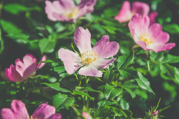 Розовый шиповник. Цветущий дикий сад