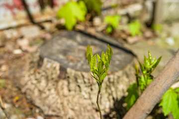 Young tree sprout