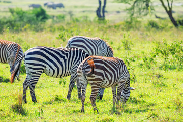 Obraz premium Zebras grazing in savanna