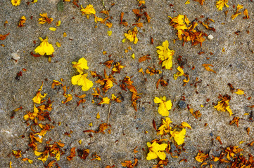yellow flower drops on the grounds