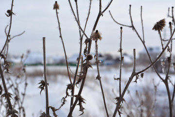 Dry herbs in cold winter day.
