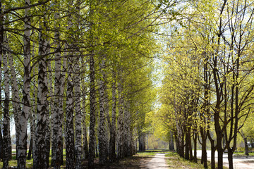 Alley in city park. Trees with young foliage in early spring