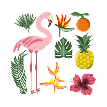 beautiful set icon with exotic flamingo and tropical elements, vector illustration