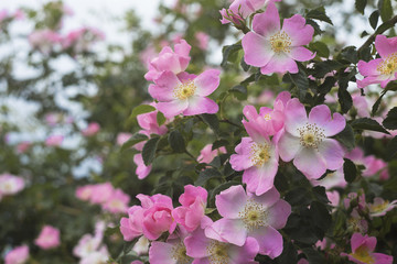 Rose garden over green. Fields of tearose on evening light. Pink tea roses on the bush in the garden.