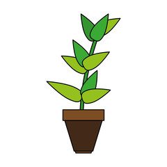 matera plants inside vector icon illustration design graphic