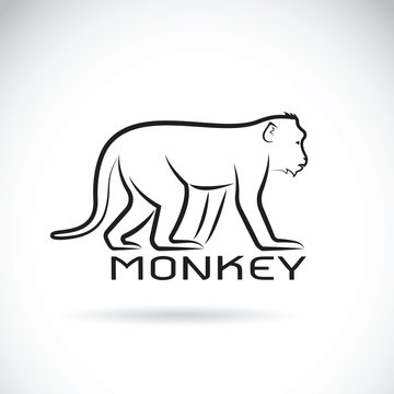 Vector of a monkey on white background. Wild Animal