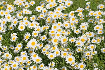 Margeriten, Leucanthemum, Margeritenwiese